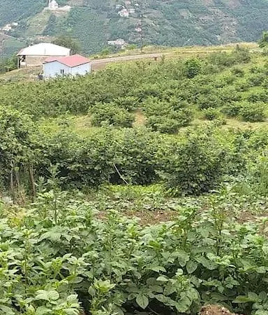 Villa Deluxe Panorama 61